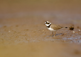 Little Ringed Plover - charadrius dubius