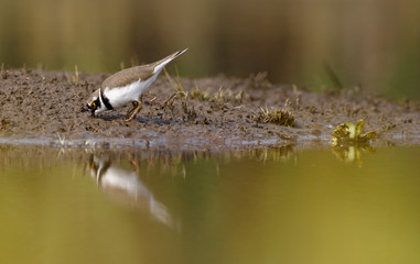 Little Ringed Plover - charadrius dubius