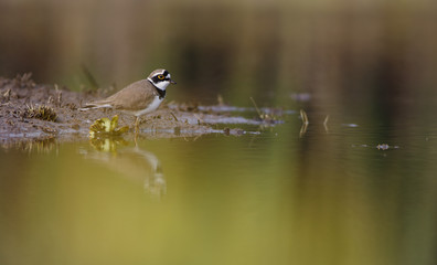 Little Ringed Plover - charadrius dubius