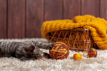 kitten playing with a ball of wool