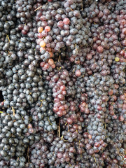 Background of purple grapes on sale at the market. Purple grapes pattern close up.