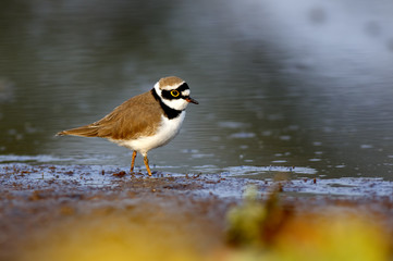 Obraz premium Little Ringed Plover - charadrius dubius