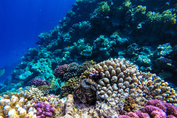 red sea underwater coral reef