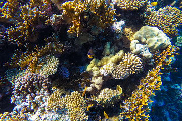 red sea underwater coral reef