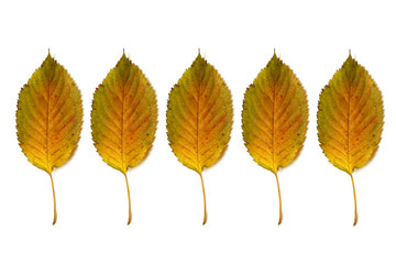 Autumn leaves isolated on white 