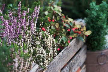 winter plants