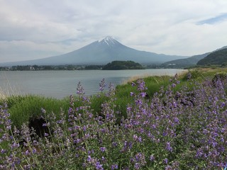 Lavender flower with Fuji mountain landscape