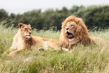 Lions
