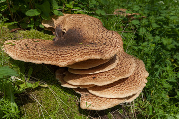 Bracket shelf fungus growing on tree