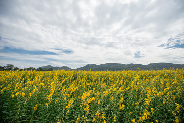 Fototapeta premium Sunhemp Field