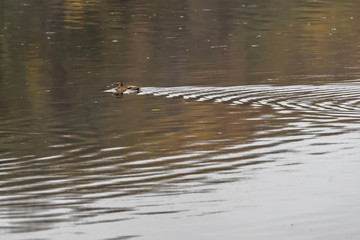 Nile geese in the Danube river