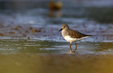 Temminck's Stint - Calidris temminckii