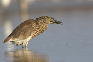 Indian Pond heron