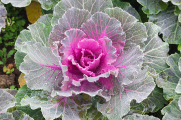 beautiful cabbage flower in garden
