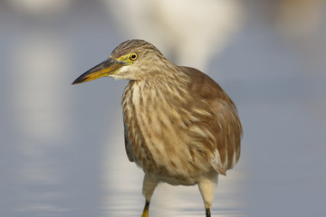 Indian Pond heron