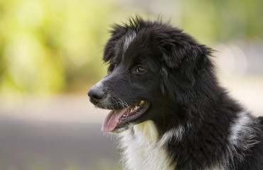 Border Collie