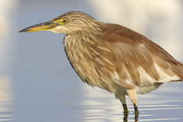 Indian Pond heron
