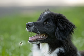 Fototapeta premium Border Collie