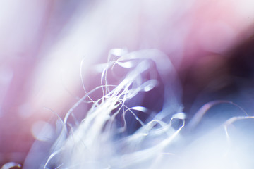 Abstract, colorful macro of a goat's fur. Shallow depth of field, artistic colors, decorative look.