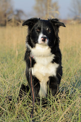 Border Collie