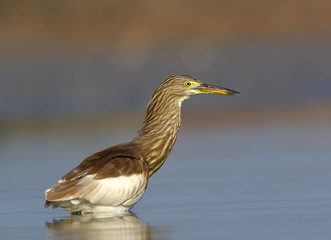 Indian Pond heron