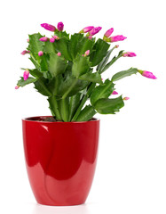 blooming cactus in a red pot