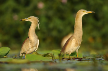 Indian Pond heron