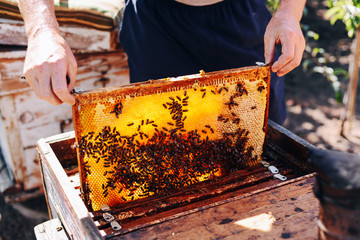 Frames of a bee hive. Beekeeper harvesting honey. The bee smoker