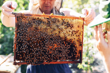 Frames of a bee hive. Beekeeper harvesting honey. The bee smoker