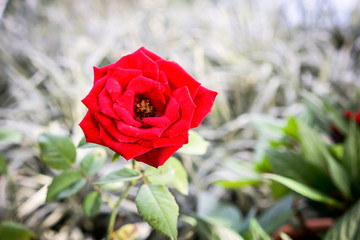 The red rose with blurry background.