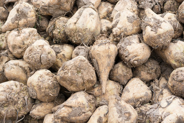 Zuckerrüben nach der Ernte