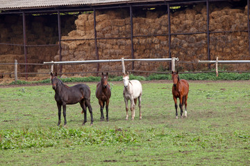 four horses on farm