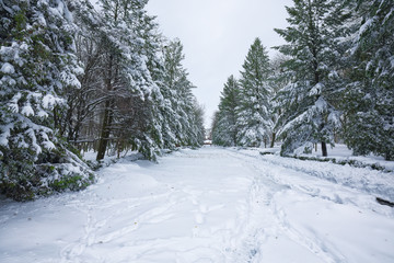 Snow-covered trees in the city park