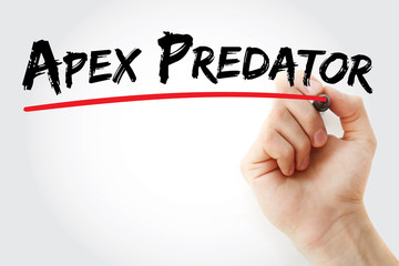 Hand writing Apex predator with marker, concept background