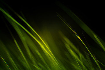 Abstract macro of fur in green tones. Shallow depth of field, artistic colors, decorative look.