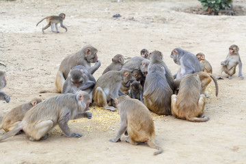 monkey family funny in nature eat