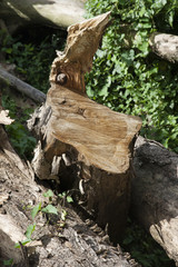 Fototapeta na wymiar Stump of a freshly cut tree