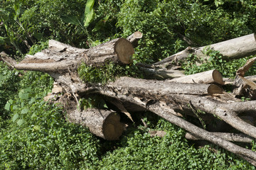 View of freshly cut tree trunks piled up