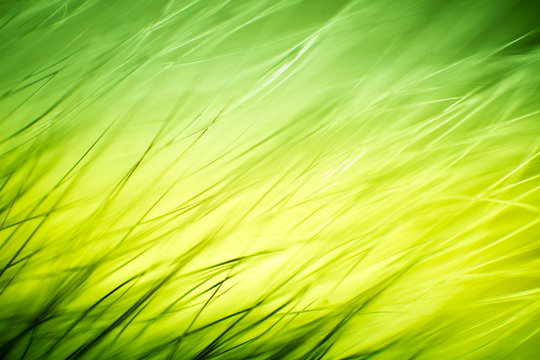 Abstract macro of fur in green tones. Shallow depth of field, artistic colors, decorative look.