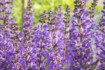 Purple flowers in field. Beautiful summer nature background.