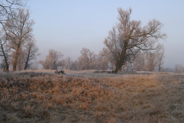 Obraz na płótnie Canvas Landscape beginning of winter in the oak grove covered with frost at sunset