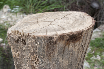 Fototapeta premium Abstract of close up tree stump in the tropical garden