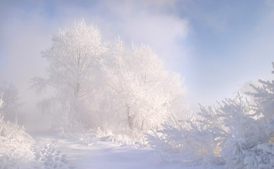 winter landscape