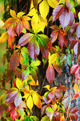 Fototapeta na wymiar Beautiful autumn foliage. Virginia creeper leaves background. Colorful autumnal foliage over blurred background. Vertical shot.