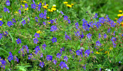 Naklejka premium wildflowers