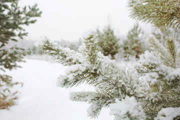 Winter, green spruce in the snow, close-up