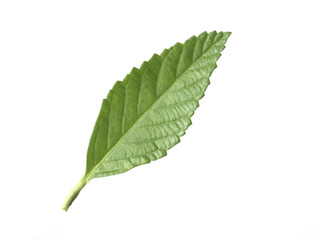 Fototapeta premium green tea leaf isolated on white background