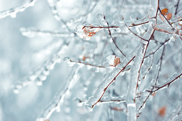 Tree branches frozen in the ice. Frozen tree branch in winter forest.