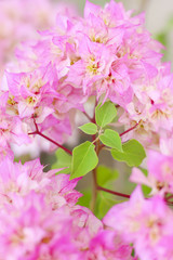 Stock Photo:.Pink bougainvilleas background