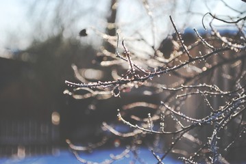  ice on the branches